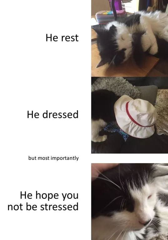 This is a three-panel wholesome meme featuring a black and white domestic cat. In the first panel, the cat is shown sleeping peacefully on a wooden desk, paired with the text "He rest". The second panel shows the cat hiding its entire head inside a white bucket hat with a red stripe, captioned "He dressed", with the lead-in text "but most importantly". The third panel is a close-up of the relaxed, sleepy cat being gently petted, with the closing comforting text "He hope you not be stressed". The meme conveys a gentle, cute message wishing the viewer well and encouraging them to avoid stress.