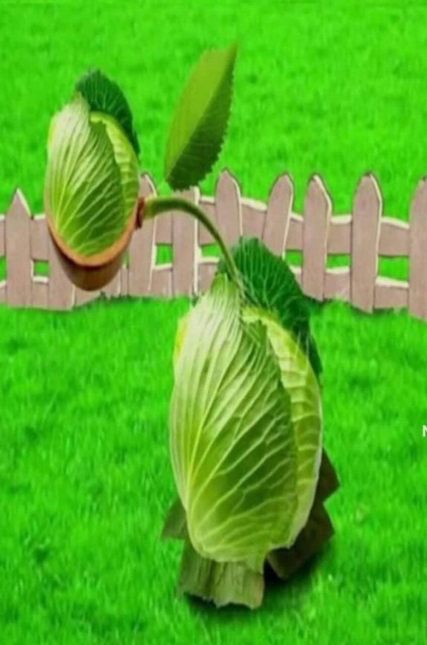 This image presents a humorous, photorealistic recreation of the Cabbage-pult character from the *Plants vs Zombies* video game franchise, constructed entirely out of real cabbage leaves and stems. The body of the plant is a whole cabbage head placed on a grassy bright green lawn, with a curved stem extending from its top holding a half cabbage head that acts as the projectile launching pouch, perfectly mimicking the design of the cartoon in-game character. A simple light brown picket fence is visible in the background, matching the aesthetic of lawn levels from the original game. The core visual joke is the absurd, tangible real-world interpretation of the fictional, cartoonish defensive plant.