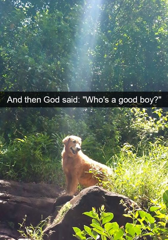 A heartwarming image featuring a golden retriever dog sitting on rocks in a lush, green forest with sunlight streaming through the trees. The dog appears happy and content, looking upward as if responding to a voice. A text overlay at the top reads: 'And then God said: "Who's a good boy?"', creating a playful and wholesome scenario where a divine figure addresses the dog with the common affectionate phrase used for pets.