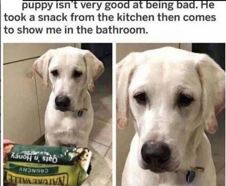 A two-panel meme featuring a white Labrador puppy. The top text reads: 'puppy isn't very good at being bad. He took a snack from the kitchen then comes to show me in the bathroom.' The left panel shows the puppy sitting on a tiled floor next to kitchen cabinets, looking up with a guilty expression while holding a partially eaten green Nature Valley granola bar in its mouth. The right panel is a close-up of the puppy's face, emphasizing its sad, droopy-eyed remorseful demeanor, reinforcing the 'not good at being bad' narrative.