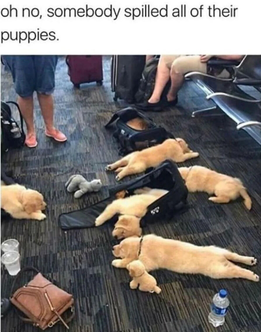 The image depicts a humorous and wholesome scene in what appears to be an airport terminal. Several golden retriever puppies have 'spilled' out of open black pet carriers onto the carpeted floor, lying relaxed and sleepy. Surrounding elements include a gray stuffed animal toy, a small brown handbag, two clear plastic cups, and pieces of luggage (a maroon suitcase and a black bag). Partial views of people are visible: one person wearing pink sandals and denim shorts stands nearby, while another sits on a metal bench with legs crossed. At the top of the image, a playful text overlay reads, 'oh no, somebody spilled all of their puppies,' using the word 'spilled' humorously to frame the puppies' escape from their carriers as a playful accident, enhancing the lighthearted and cute tone.