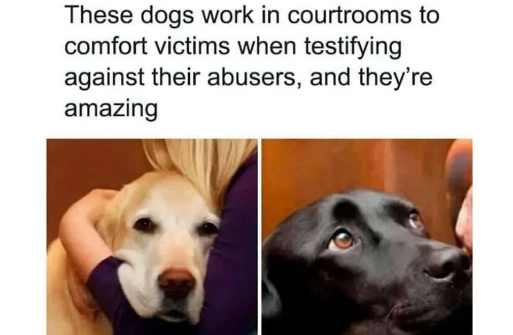 This is a wholesome two-panel image with a descriptive text header at the top. The header text explains that specially trained dogs work in courtrooms to comfort victims testifying against their abusers, and praises these dogs as amazing. Below the text are two side-by-side photographs: the left shows a calm yellow Labrador retriever resting its head against a person's arm, and the right shows an attentive black Labrador retriever looking up gently at a nearby person, both illustrating the comforting emotional support work these dogs provide.