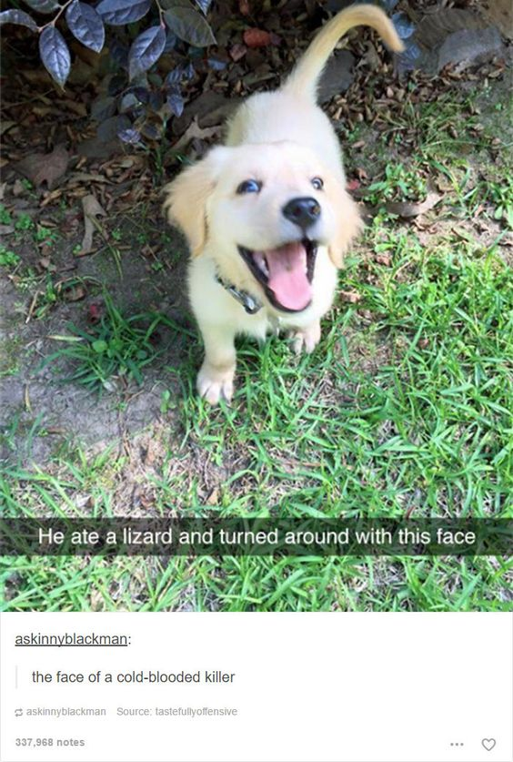 A photograph of a small, light-colored puppy (likely a golden retriever mix) standing on a grassy area with scattered leaves and plants in the background. The puppy has a wide, happy expression with its mouth open and tongue hanging out, looking directly up at the camera. Overlaid text at the bottom of the image reads: 'He ate a lizard and turned around with this face.' Below the image, there is a comment from 'askinnyblackman' stating: 'the face of a cold-blooded killer,' with a source note 'Source: tastefullyoffensive' and '337,868 notes' indicating it was popular on a social platform.