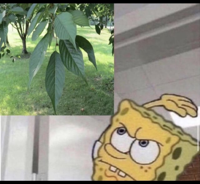 A collage meme featuring two distinct images: the top left section shows a close-up of vibrant green tree leaves with a grassy background, suggesting a natural outdoor setting. The bottom right section displays the animated character SpongeBob SquarePants with an angry and frustrated expression, characterized by furrowed brows, wide eyes, and a raised arm, as if reacting to something. The juxtaposition of the calm nature scene and SpongeBob's intense reaction creates a humorous or relatable visual gag, likely intended to convey an exaggerated response to a mundane natural element.