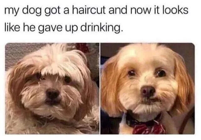 A two-panel comparison meme featuring a dog before and after a haircut. The left panel shows the dog with shaggy, unkempt fur, appearing scruffy and tired. The right panel shows the same dog with a neat haircut, looking alert and well-groomed. The text at the top reads, 'my dog got a haircut and now it looks like he gave up drinking,' using humor to compare the dog's scruffy appearance (resembling someone who has been drinking) to its neat post-haircut look (resembling someone who has quit drinking and become more put-together).