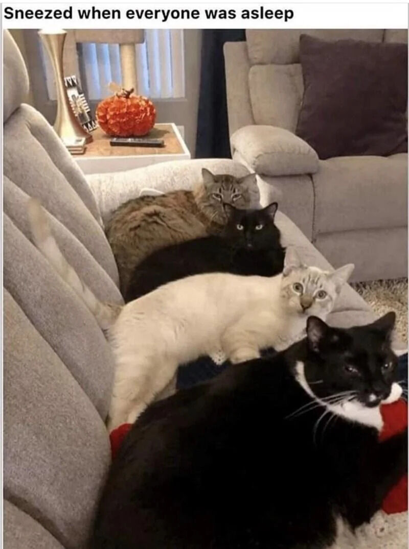 A photograph of four cats sitting on a gray couch in a living room, all appearing alert and attentive. The cats include a gray tabby, a black cat, a white cat, and a black-and-white cat, each with wide eyes directed towards the camera. Behind the couch, a side table holds a decorative orange pumpkin, suggesting an autumn setting. At the top of the image, there is a text overlay that reads 'Sneezed when everyone was asleep,' implying a humorous scenario where a sudden sneeze惊醒了原本可能在休息的猫咪们，它们因此表现出警觉的反应。