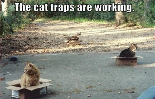 The meme depicts an outdoor paved area adjacent to a dirt path lined with trees and foliage. Two plain cardboard boxes are placed on the pavement, each containing a cat that has voluntarily sat inside: one light orange tabby cat in the left foreground box, and one darker tabby cat in the right midground box. A third cat is visible standing on the dirt path in the far background. Large white text is overlaid at the top of the image reading 'The cat traps are working.' The joke relies on the widely known stereotype that domestic cats are irresistibly drawn to sitting in small enclosed spaces like cardboard boxes, framing the boxes as harmless, fully effective 'traps' that cats enter without coercion.