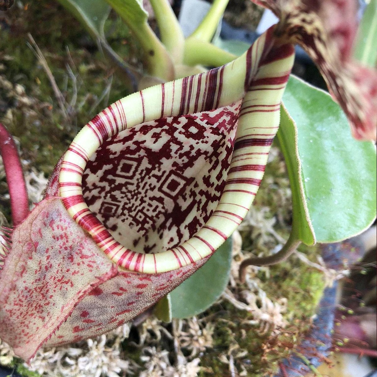 This is a close-up edited photo of a carnivorous pitcher plant. The inner surface of the plant's pitcher features a perfectly formed red and white pattern that mimics a scannable QR code, paired with the plant's natural cream and red striped rim. The background shows the plant's green leaves and mossy growing medium, creating a humorous surreal illusion that the plant naturally grows QR code patterns on its interior surface.