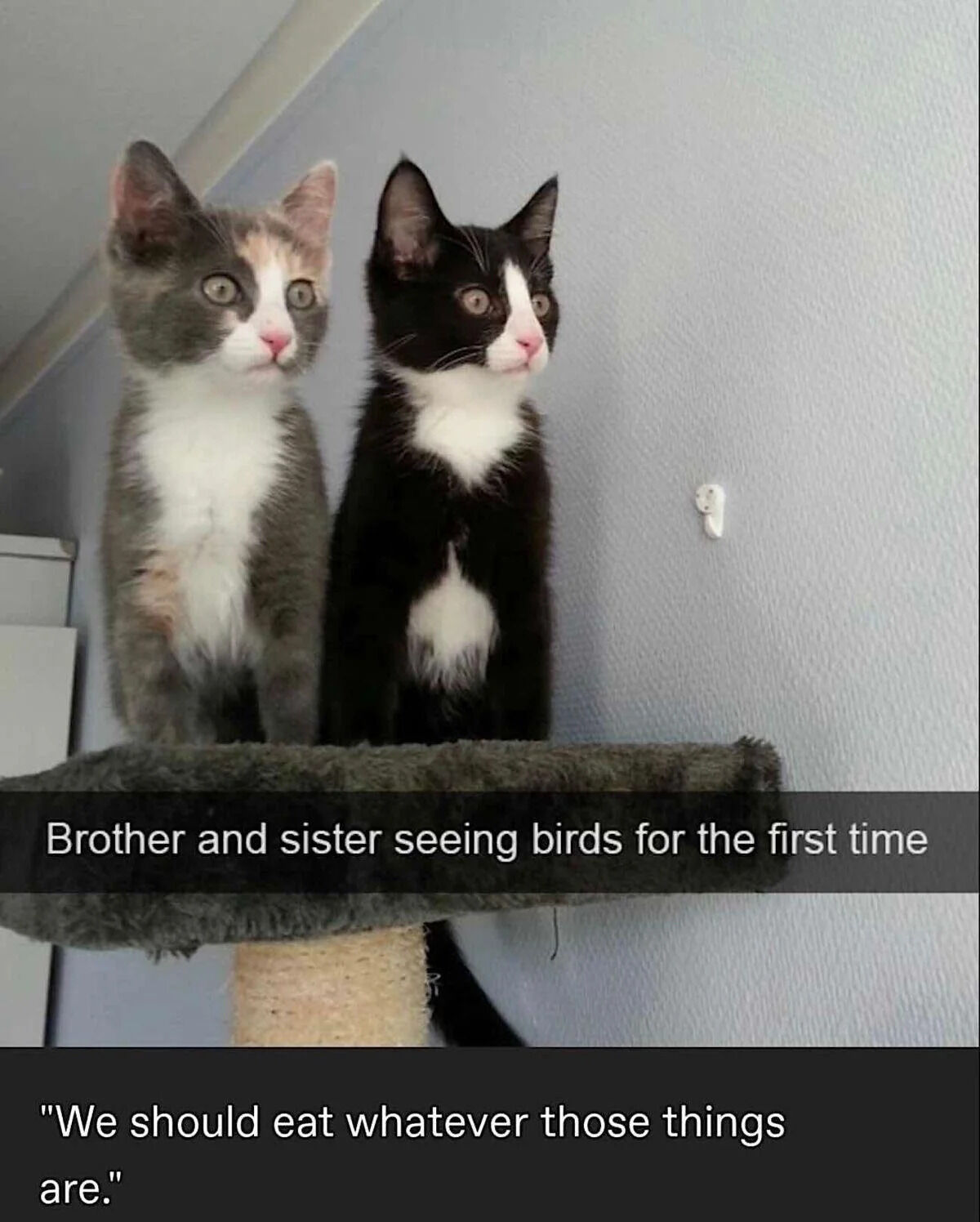 A photograph of two young kittens, one gray and white and the other black and white, sitting closely together on a fuzzy gray cat tree perch. Both kittens have wide, round eyes and pink noses, gazing upwards with evident curiosity. The background features a plain gray wall with a small white hook visible. A text overlay at the top reads 'Brother and sister seeing birds for the first time,' and a second text overlay at the bottom shows a humorous caption: 'We should eat whatever those things are.' The image captures the innocent and playful nature of the kittens experiencing a new sight, emphasizing their sibling bond and typical feline curiosity towards birds.