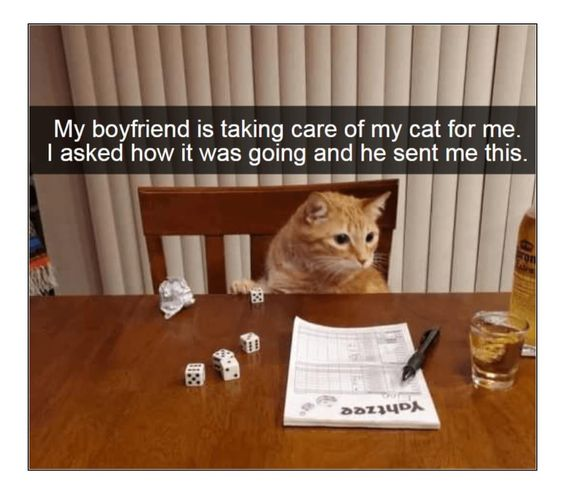 This meme features a real cat sitting at a wooden dining table, positioned to look like it's actively playing the dice game Yahtzee. The table has Yahtzee score sheets, several dice, a crumpled paper ball, a glass with a beverage, and a bottle of alcohol. The top caption reads: 'My boyfriend is taking care of my cat for me. I asked how it was going and he sent me this.' The humor comes from the playful setup: the boyfriend framed the cat as if it's having a casual, human-like game night, turning a simple cat-sitting task into a funny, wholesome gag. The cat's slightly confused, curious expression adds to the comedic effect, making it seem like it's participating in the game.