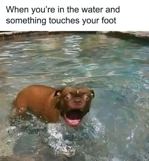 A humorous and relatable meme featuring a brown dog in a swimming pool. The dog appears startled with wide eyes and an open mouth, capturing the universal reaction of being surprised by an unexpected touch while in water. The top text overlay reads, 'When you're in the water and something touches your foot,' enhancing the relatable context.