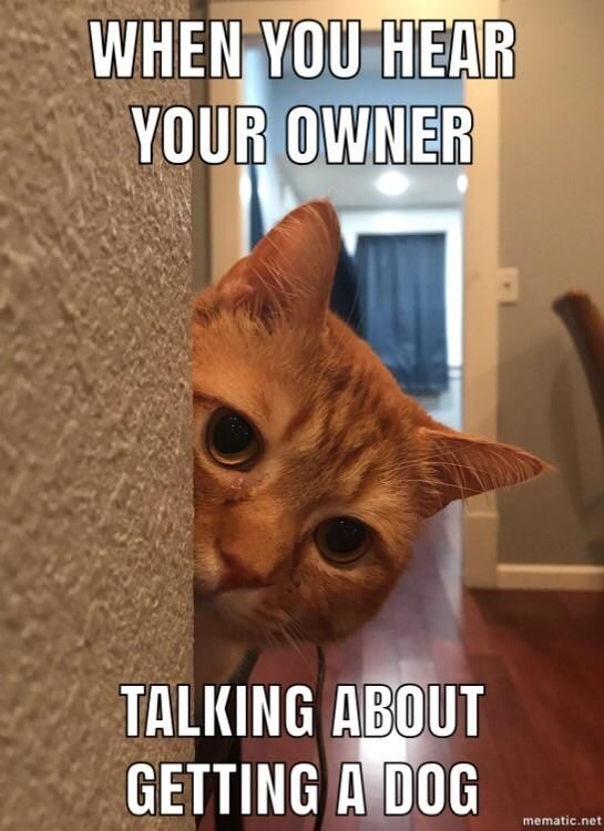 This is a humorous pet meme featuring a real ginger tabby cat peeking half-hidden from behind an interior wall, with large wide anxious eyes that look nervous and slightly teary. The text overlay sets up the joke: the top text reads 'WHEN YOU HEAR YOUR OWNER' and the bottom text reads 'TALKING ABOUT GETTING A DOG'. The joke plays on the common relatable idea that house cats get worried or jealous when their owners mention adding a new dog to the household, and the cat's natural nervous expression perfectly fits the anxious premise of the meme.