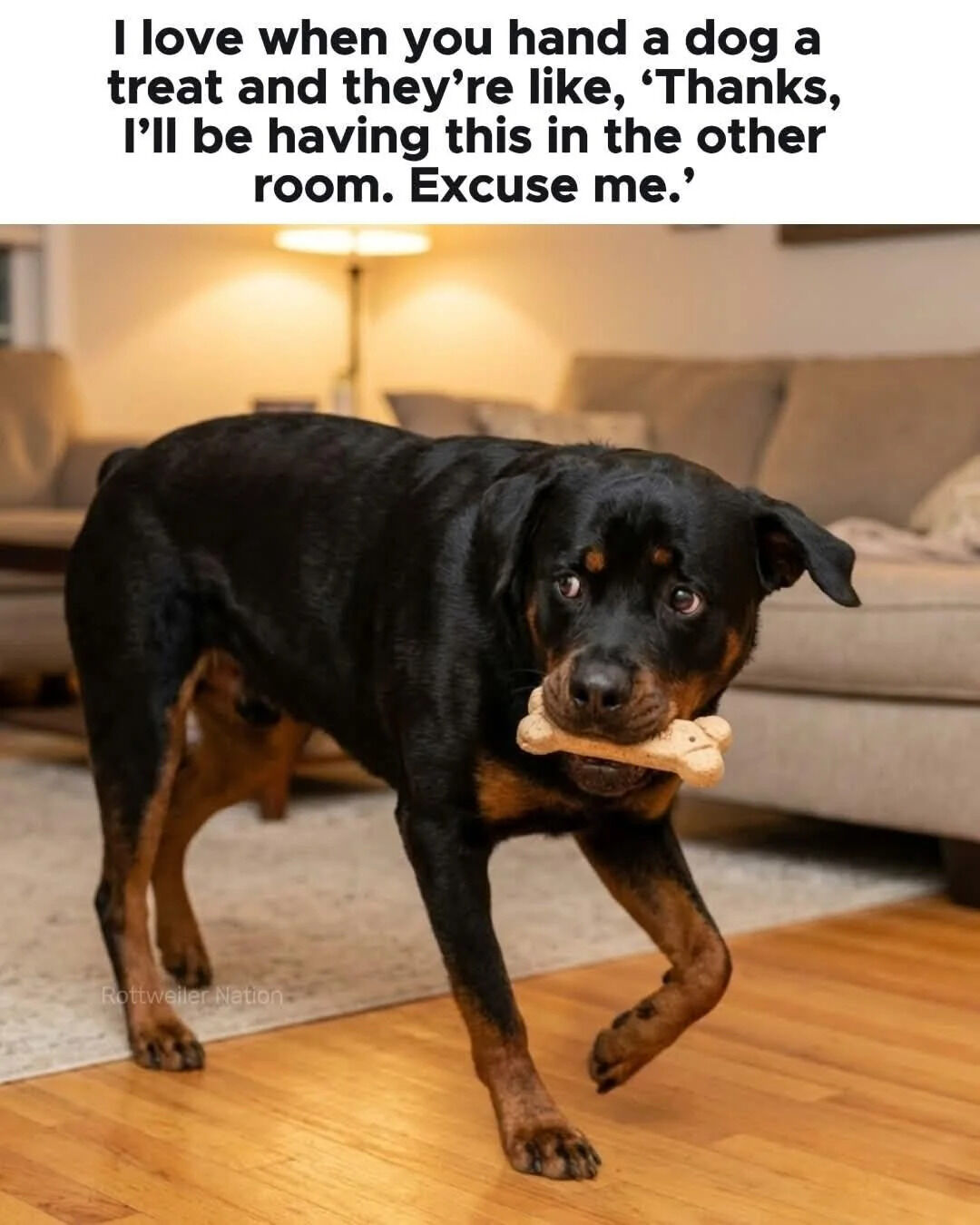 The meme consists of a text joke placed at the top above a photograph of a Rottweiler dog. The top text jokes about the common, endearing dog behavior where after receiving a treat from their owner, they appear to politely excuse themselves to go eat the treat in a separate room. The accompanying photo shows an adult Rottweiler in a cozy home living room setting, holding a bone-shaped dog treat in its mouth, mid-step as it walks away from the camera toward another room, with wide eyes looking back at the viewer. The background features a light grey couch, a lit floor lamp, a patterned area rug, and wooden flooring.