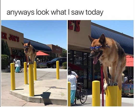 This is a two-panel photo meme capturing a playful, stylish German Shepherd dog outside a Trader Joe's grocery store. The first panel shows the dog from a distance, wearing blue sports sunglasses, positioned on yellow concrete bollards in a way that makes it appear to be standing tall across multiple posts. The second close-up panel reveals the dog is actually balancing on top of one bollard, leaning across others, with its tongue out in a happy, playful expression. The top text reads "anyways look what I saw today", framing the moment as a fun, unexpected sight the poster encountered. The visual joke comes from the initial perspective creating a misleading impression of the dog's position, which is clarified in the second panel, adding to the wholesome, amusing charm of the image.