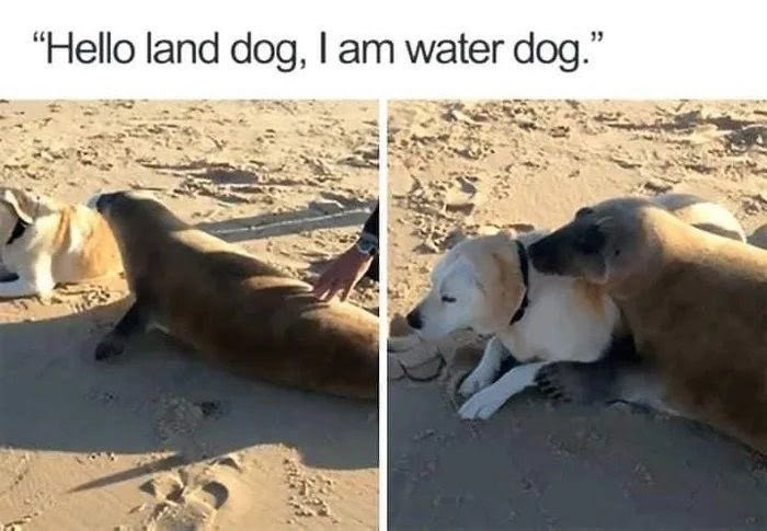 This is a two-panel wholesome meme featuring a real-life friendly encounter between a seal and a domestic Labrador Retriever on a sandy beach. The top text sets up the simple joke: the seal (an aquatic marine mammal) introduces itself as a "water dog" to the land-dwelling domestic dog, labeled as the "land dog". The first panel shows the seal approaching the relaxed labrador laying on the sand, with a person's hand resting near the seal. The second panel is a closer shot that shows the seal nuzzling the dog gently in a sweet, friendly interaction. The humor comes from the gentle wordplay framing the seal as a water-based 'dog' interacting with a land-based dog.