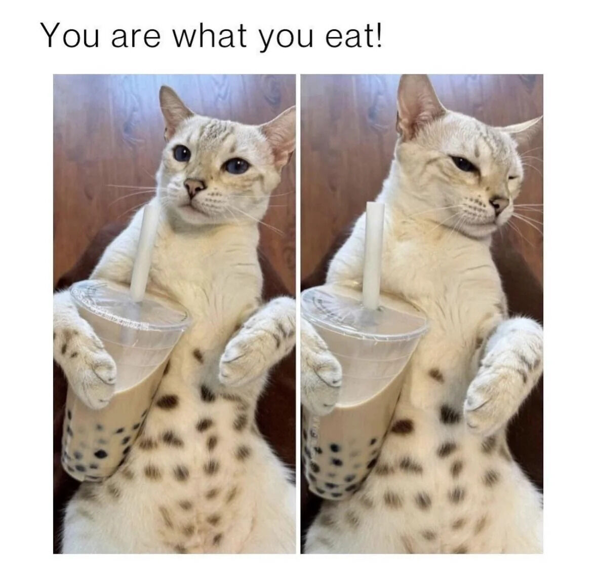 A two-panel wholesome meme featuring a light-colored cat with dark spots. Both panels show the cat lying on its back, holding a clear plastic bubble tea cup with a white straw in its front paws. The left panel depicts the cat with wide, alert blue eyes, appearing curious. The right panel shows the same cat with half-closed, relaxed eyes, looking content. Above the panels is the text 'You are what you eat!', playfully implying the cat's demeanor has changed to match the relaxing effect of the bubble tea.