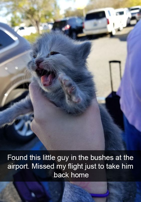 A close-up photograph of a small gray kitten being gently held in a person's hand. The kitten appears to be yawning or meowing with its mouth wide open, showing its pink tongue, and one front paw is raised. In the background, there are blurred parked cars and a black suitcase, indicating an airport setting. The scene conveys a heartwarming moment of rescuing an animal, emphasized by the caption at the bottom of the image.