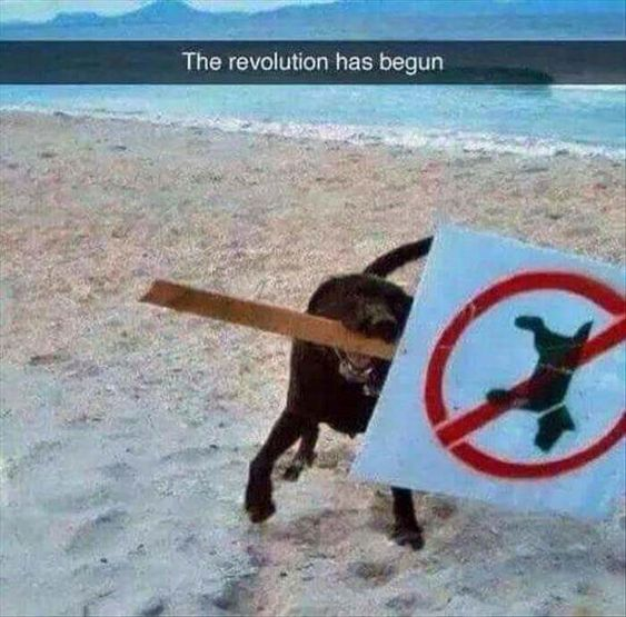 The meme depicts a dark-furred dog on a sandy beach, holding the wooden post of a 'no dogs allowed' sign (which features a red prohibition symbol over a dog silhouette) in its mouth while walking away from the shoreline, with ocean waves and distant mountains visible in the background. White text overlaid on a dark bar at the top of the image reads 'The revolution has begun'. The humor comes from the ironic, anthropomorphized framing of the dog defying the beach's dog ban by stealing the sign enforcing the rule, casting the action as the start of a playful rebellion against the restriction.