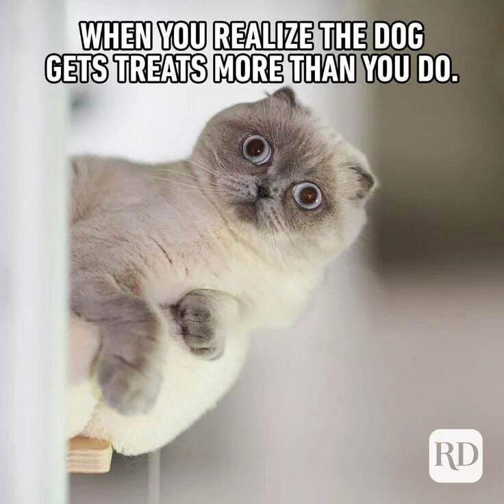 A meme featuring a close-up photograph of a gray cat with folded ears and large, round eyes, appearing visibly shocked. The cat is positioned such that its body is partially framed by a white object (possibly a door or furniture), leaning forward with its front paws visible. At the top of the image, bold white text with a black outline reads: 'WHEN YOU REALIZE THE DOG GETS TREATS MORE THAN YOU DO.' The cat's expressive face—wide-eyed and slightly tilted—comically conveys surprise or jealousy at the dog receiving more treats, creating a relatable and wholesome humor.