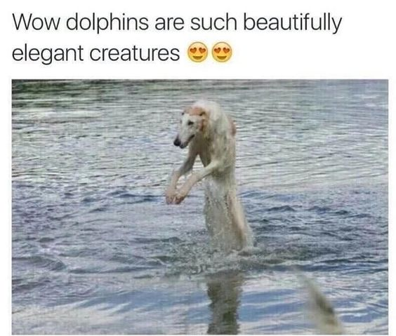 This is a lighthearted visual joke meme. The top text reads "Wow dolphins are such beautifully elegant creatures 😍😍", setting up an expectation of seeing a dolphin. However, the image below shows a tall, slender sighthound (likely a Borzoi) standing upright in shallow water with its front paws raised, creating a strong visual illusion that makes the dog appear to be a dolphin breaking the water's surface. The humor comes from this subversion of expectation, playing on the unexpected physical resemblance between the dog's posture in water and a dolphin's typical surface appearance.