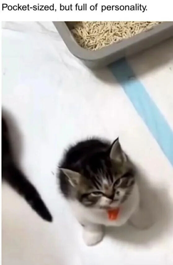 A photograph of a small, fluffy tabby kitten with black and white markings. The kitten is positioned centrally, looking upward with a feisty expression—ears pointed forward, eyes narrowed, and tongue slightly protruding, conveying a playful or sassy demeanor. In the background, a litter box filled with wood shavings is visible in the top left corner, and part of another cat's dark tail appears on the left edge. The scene is set on a light-colored floor with a blue strip running diagonally. The top of the image features the text: 'Pocket-sized, but full of personality.'