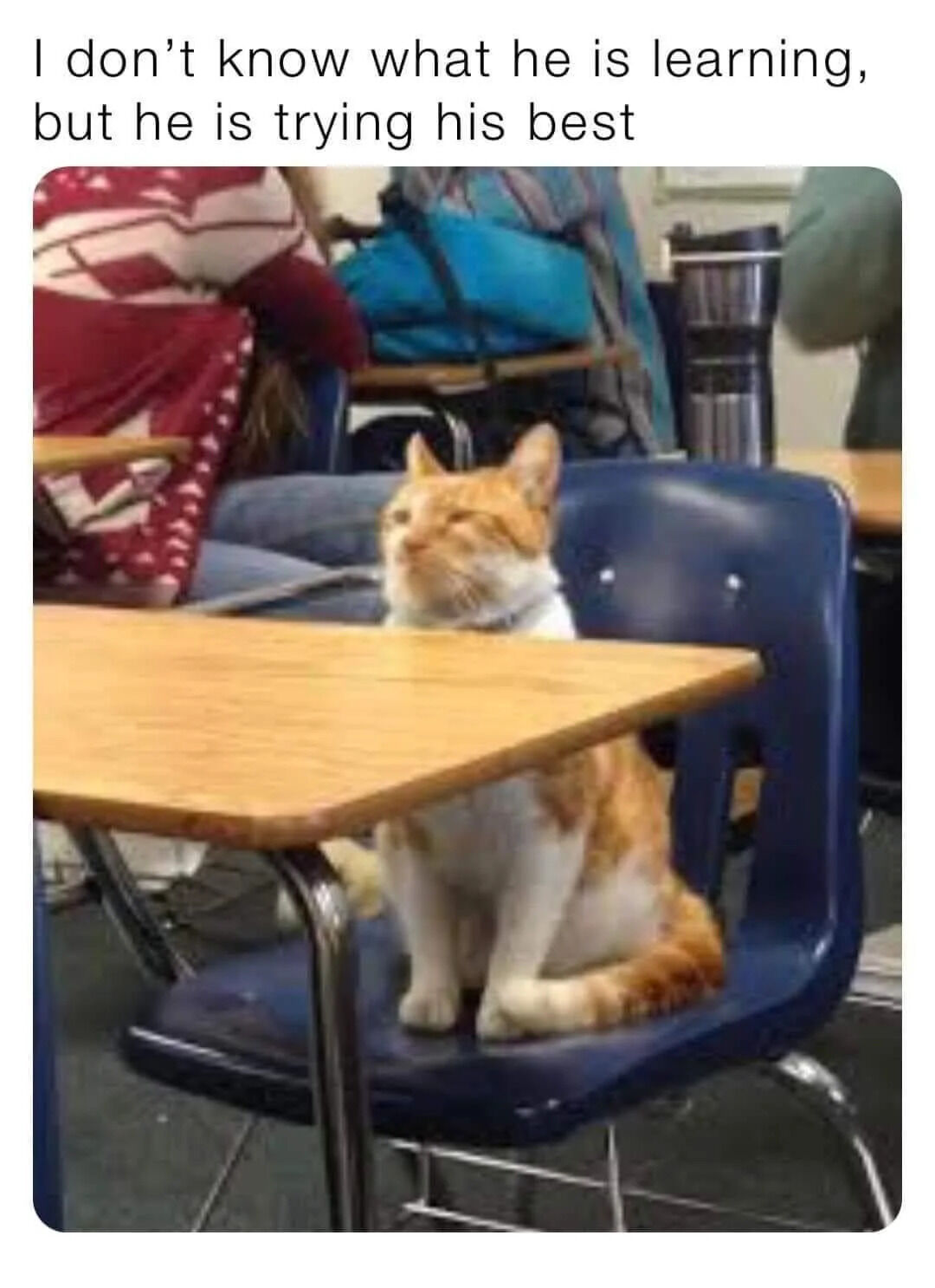 This is a wholesome meme featuring a real orange and white cat sitting upright in a student's desk and blue classroom chair, just like a human student attending a lecture. The cat has a squinted, focused expression that looks like it is concentrating hard on the lesson. A text caption at the top of the image reads 'I don't know what he is learning, but he is trying his best', which creates a cute, relatable vibe, comparing the cat's effort to the common experience of trying one's best when studying even if you do not fully understand the material.
