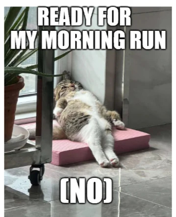 A humorous meme featuring a real cat lying on its back on a pink mat, appearing relaxed and unmotivated. The top text reads 'READY FOR MY MORNING RUN' in bold uppercase letters, while the bottom text displays '(NO)' in parentheses, creating a sarcastic contrast between the energetic claim and the cat's lethargic posture. The cat's paws are slightly raised, and it rests near a window with a potted plant visible to the left, enhancing the casual, homey setting.