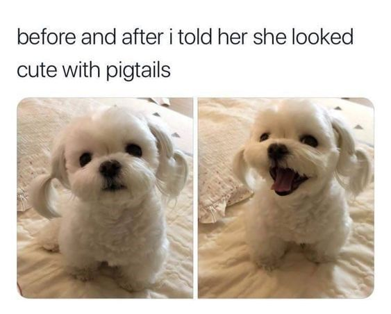 This is a two-panel wholesome meme featuring a small white fluffy dog (likely a Maltese or similar toy breed). The top text reads *before and after i told her she looked cute with pigtails*. 

In the left panel, the dog has its fur styled into tiny pigtails, sitting calmly on a soft bed with a neutral, gentle expression. In the right panel, the same dog displays an overjoyed, excited reaction: its mouth is open, tongue out, and eyes wide with happiness. The joke anthropomorphizes the dog, framing its excited demeanor as a direct, positive response to receiving a compliment about its hairstyle. This creates a warm, funny visual gag that leans into the idea of the pet understanding and feeling happy about kind feedback, making it a lighthearted, relatable piece of wholesome content.