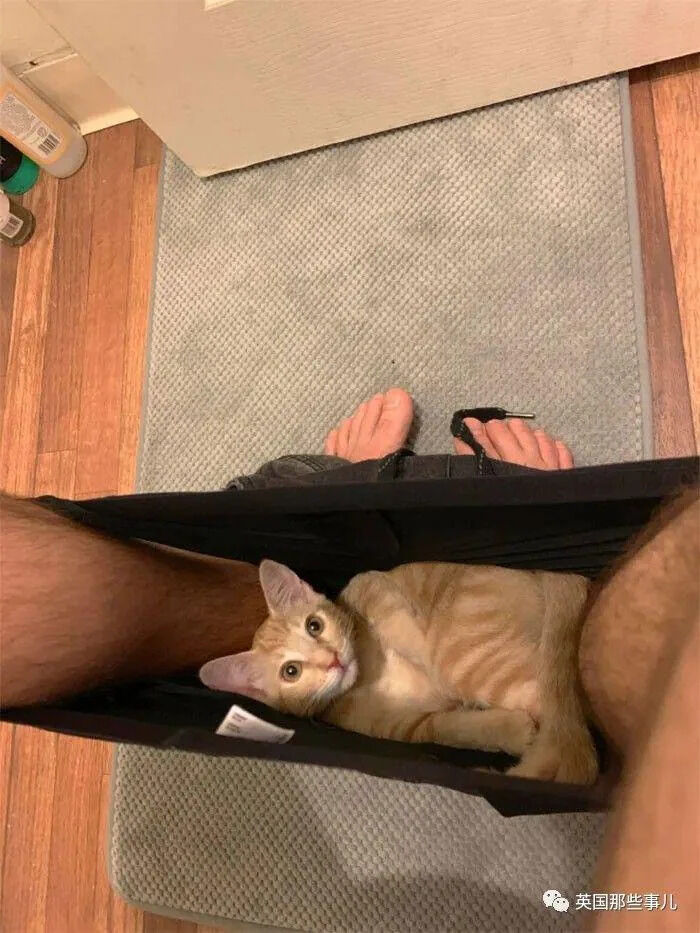 A first-person perspective photograph showing a person's lower body with bare feet standing on a gray textured rug over wooden flooring. The individual is wearing black shorts, and inside the shorts, a small ginger tabby cat is curled up comfortably. The cat looks upward with wide, curious eyes and perked ears, appearing calm and content. In the background, a white cabinet base and scattered household items (including a green bottle and a can) are visible on the wooden floor. The scene conveys a warm, heartwarming moment between pet and owner.