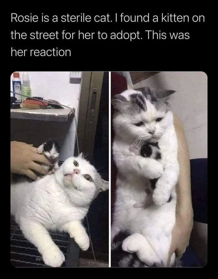 A two-panel meme featuring a white cat named Rosie. The top text explains Rosie is sterile, and the owner found a street kitten for her to adopt. The left panel shows Rosie lying down, looking up with a surprised and curious expression as a hand holds the small kitten near her. The right panel shows Rosie gently holding the kitten in her paws, appearing calm and nurturing, highlighting a heartwarming adoption reaction.