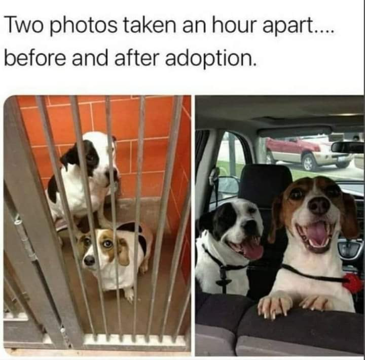 This is a two-panel collage wholesome meme. The top text introduces the content: 'Two photos taken an hour apart.... before and after adoption.' The left panel shows two dogs, a black and white medium-sized dog and a smaller brown and white beagle mix, inside an animal shelter kennel behind metal bars, looking sad and apprehensive. The right panel shows the exact same two dogs only one hour later, sitting in the front of a car after being adopted. Both dogs are grinning widely with their tongues hanging out, looking extremely happy, excited and content after being rescued from the shelter. The meme highlights the immediate, positive difference adoption makes for shelter animals.