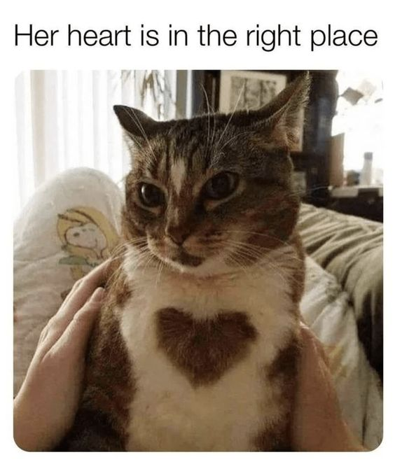 This wholesome meme features a real tabby cat with a distinct heart-shaped dark fur patch on its white chest. At the top of the image, the text reads 'Her heart is in the right place'—a playful pun that combines the literal heart shape on the cat's body with the common English idiom meaning someone has good intentions. The cat is being gently held by two human hands, looking directly at the camera with a calm, solemn expression. The background shows a cozy indoor setting, including a blanket with a Snoopy character print, adding to the warm, comforting vibe of the meme.