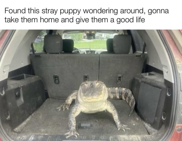 A humorous meme featuring a top text that reads, 'Found this stray puppy wondering around, gonna take them home and give them a good life,' paired with an image of a large alligator sitting calmly in the back trunk of a car. The joke relies on the comedic contrast between the expectation of a cute, harmless stray puppy and the unexpected, dangerous alligator, creating a surprise punchline. The alligator appears real, with its body stretched out in the trunk, and the car's interior (gray seats, storage compartments) is visible in the background.