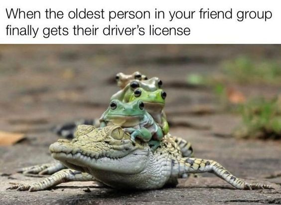 This image macro meme features a relatable scenario text at the top, paired with a real photograph of four frogs stacked on top of the head of a small alligator, with the alligator crawling forward. The visual joke compares the alligator to the oldest person in the friend group who just got their driver's license, and the stacked frogs to the rest of the friends all riding along with them, leaning into the common friend group experience of the oldest member getting their license later than everyone else.