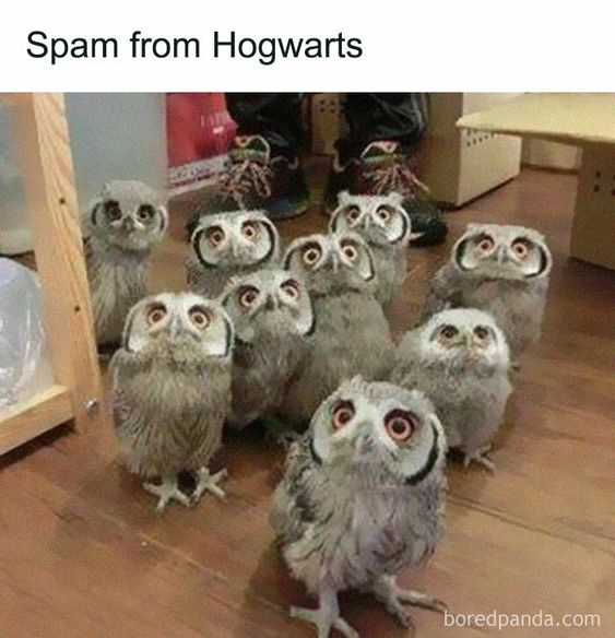 This meme leverages the Harry Potter universe, where owls are the primary mail delivery system for Hogwarts School of Witchcraft and Wizardry. The core joke is a pun: the phrase "Spam from Hogwarts" equates the real-world experience of receiving excessive, unwanted spam messages to being flooded with owl-delivered letters from the magical school. The image uses a forced perspective trick with multiple plush owl toys arranged to appear as a crowd of wide-eyed, shocked-looking owls surrounding the viewer, amplifying the feeling of being overwhelmed by an influx of mail. The uncanny, uniform stare of the plush owls adds to the humorous, chaotic tone of the meme.