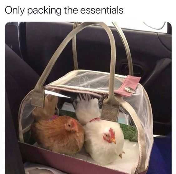 The meme features two small, calm pet chickens—one light brown, one white with red facial markings—sitting comfortably inside a mesh-sided handbag placed on a car seat. The top text reads "Only packing the essentials", which delivers a humorous pun: it subverts the typical definition of travel "essentials" (clothes, toiletries, etc.) by framing the pet chickens as the user's non-negotiable must-bring items. The absurdity of treating live chickens like a standard carry-on bag item, paired with the wholesome, relaxed demeanor of the chickens, creates a silly, endearing joke about extreme attachment to pets while traveling.