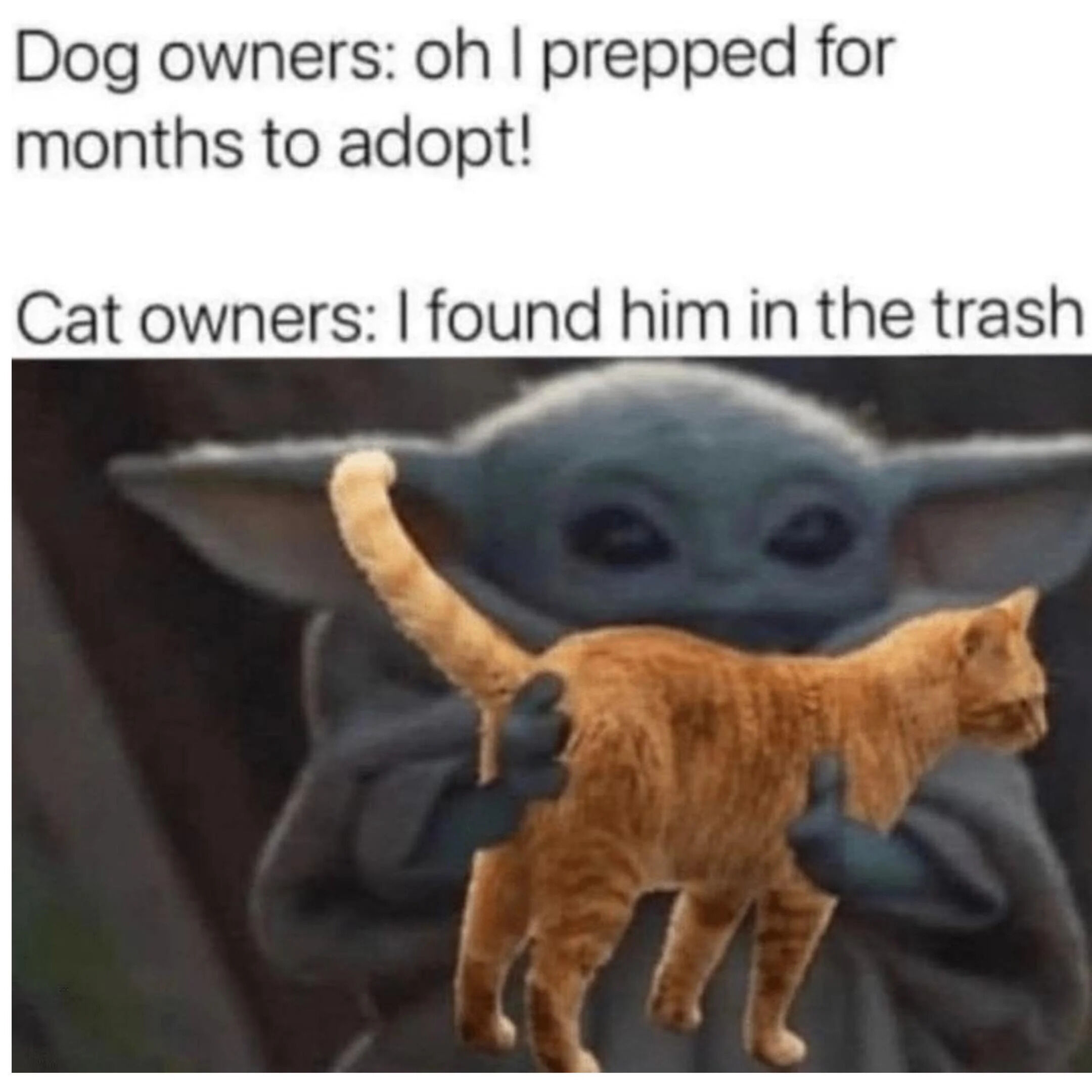 A meme comparing dog owners and cat owners through text and imagery. The top text reads 'Dog owners: oh I prepped for months to adopt!' followed by 'Cat owners: I found him in the trash'. Below the text is an edited image of Baby Yoda (Grogu from *The Mandalorian*) holding an orange tabby cat, with Baby Yoda's face visible behind the cat. The humor stems from the stereotypical contrast between the perceived preparation of dog owners versus the casual adoption stories of cat owners, enhanced by the unexpected visual of Baby Yoda holding a cat.