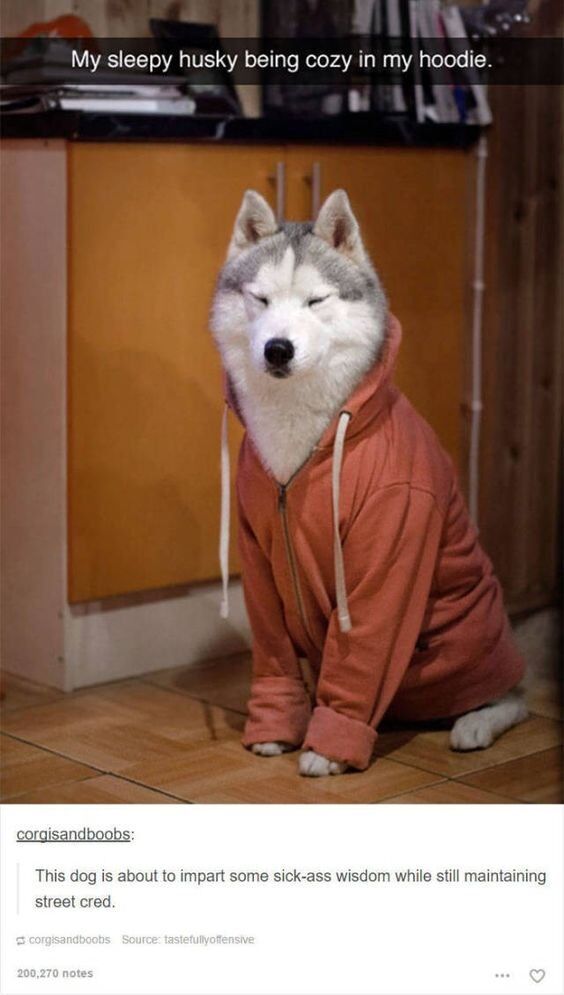 This image is a two-part viral meme featuring a real husky dog wearing an oversized salmon-colored hoodie, sitting upright on a tiled floor with half-closed eyes, appearing sleepy yet calm and wise. The top section includes a caption: 'My sleepy husky being cozy in my hoodie.' Below the dog photo is a screenshot of a Tumblr comment from user 'corgisandboobs' that jokes, 'This dog is about to impart some sick-ass wisdom while still maintaining street cred.' The humor stems from the visual joke: the dog's relaxed, lidded expression and human-like hoodie create a persona of a laid-back, wise figure who balances 'wise sage' energy with casual 'street cred' (cool, relatable credibility). The meme blends a cute animal photo with an exaggerated, funny observation that anthropomorphizes the dog into a humorous, relatable character.