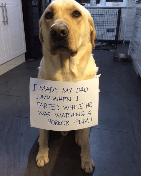 This wholesome meme features a yellow Labrador Retriever sitting upright in a home kitchen, with a handwritten paper sign tied around its neck. The sign reads: 
> I MADE MY DAD JUMP WHEN I FARTED WHILE HE WAS WATCHING A HORROR FILM!

The humor comes from the silly, relatable contrast between the tense atmosphere of a horror movie and the mundane, goofy moment of a pet accidentally startling their owner. The dog's neutral, slightly sheepish expression adds to the charm, framing the act as a playful confession rather than a mischievous prank.