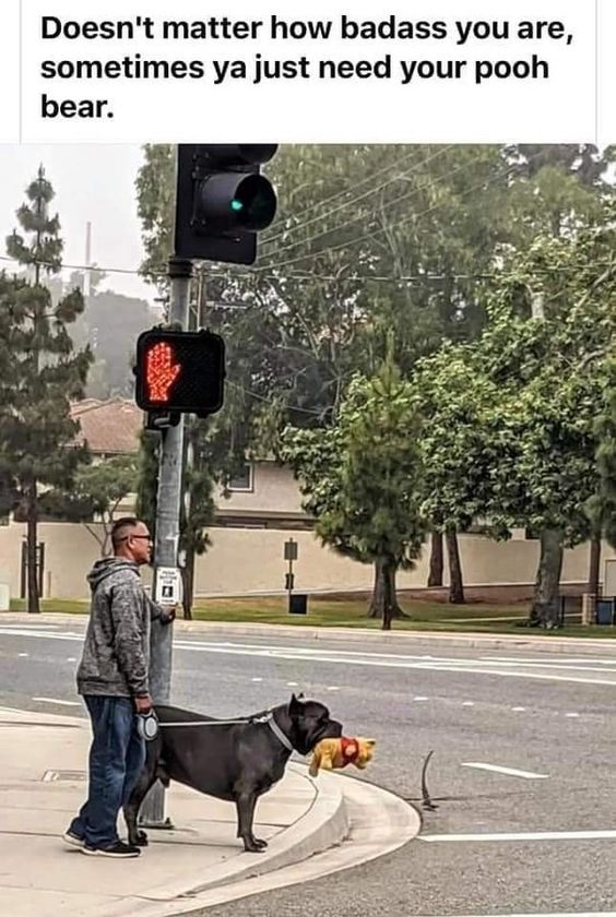 This meme features a photograph of a man standing at a street crosswalk holding the leash of a large, muscular dark-colored dog that looks tough and intimidating. The dog is gently holding a small Winnie the Pooh stuffed toy in its mouth while waiting for the crosswalk signal, which shows a red hand meaning pedestrians cannot cross yet. Text at the top of the meme reads: "Doesn't matter how badass you are, sometimes ya just need your pooh bear." The humor and heartwarming tone come from the contrast between the dog's tough, imposing appearance and its soft, childish comfort item, conveying the relatable message that even people or animals that seem unshakably tough have vulnerable, soft sides and enjoy small sources of comfort.
