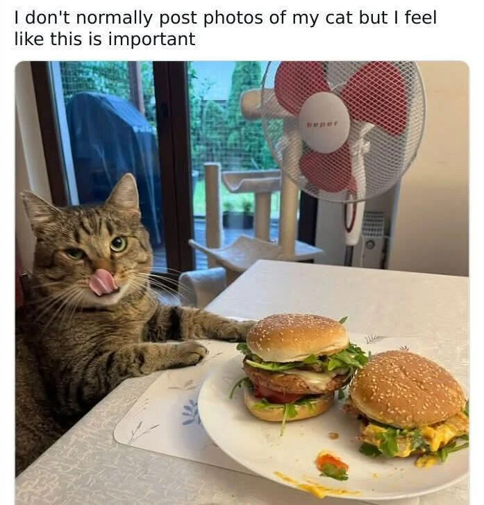 A photograph of a tabby cat sitting at a kitchen table, with two large burgers on a white plate in front of it. The cat has one paw resting on the table, its tongue playfully sticking out, and wide green eyes looking directly at the camera, creating a humorous and endearing expression. Behind the cat, there is a red and white PEPPER-branded fan, a sliding glass door leading to a backyard with greenery and a covered grill, and a cat tree. Above the image is a text caption: 'I don't normally post photos of my cat but I feel like this is important,' emphasizing the cat's 'important' burger-related activity.