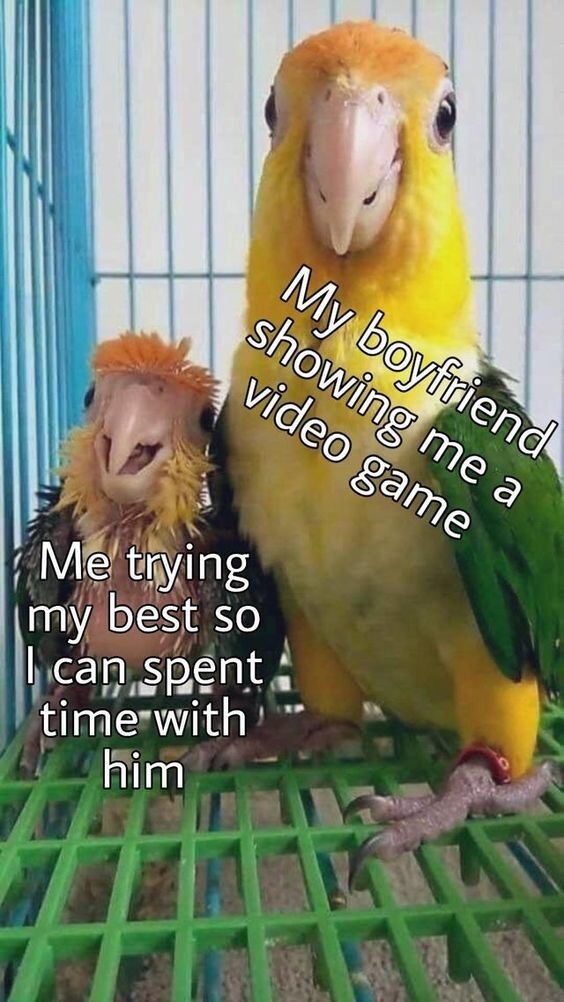 This wholesome meme features two real pet parrots sitting together inside a green birdcage. The larger calm parrot is labeled as the user's boyfriend showing the user his video game, while the smaller excited, open-beaked parrot is labeled as the user trying her best to understand the game just to spend quality time with her boyfriend. It illustrates the cute, relatable dynamic of one partner engaging with the other's hobby even when they don't fully grasp it, for the sake of togetherness.