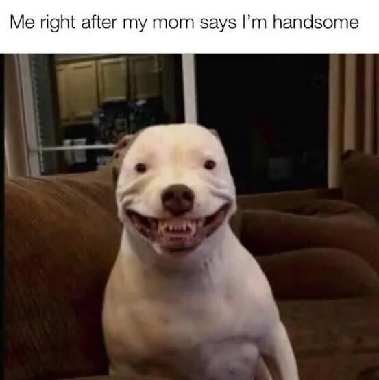 A meme featuring a white dog with a wide, exuberant grin sitting on a brown couch. The dog has a prominent, toothy smile, ears slightly flopped, and is looking directly at the camera, conveying extreme happiness. At the top of the image, there is a text overlay that reads: 'Me right after my mom says I'm handsome,' which humorously frames the dog's expression as a human-like reaction to receiving a compliment from a parent. The background shows a blurred kitchen area with cabinets, indicating a home setting.