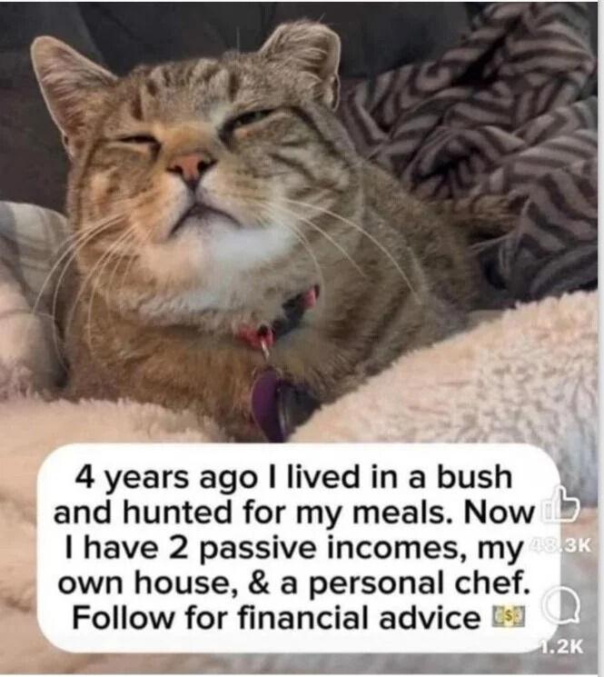 A real tabby cat lies relaxed on a soft, fluffy blanket, with its eyes gently closed and a content expression. The cat wears a collar with a purple tag. Below the cat, a text box mimics a social media post: '4 years ago I lived in a bush and hunted for my meals. Now I have 2 passive incomes, my own house, & a personal chef. Follow for financial advice 💸'. In the bottom right corner, engagement metrics '48.3K' (likely likes) and '1.2K' (likely comments or retweets) are visible. The meme humorously contrasts the cat's past feral lifestyle with an exaggerated 'luxurious' present, using human financial terminology for comedic effect.