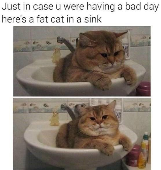 This is a two-panel wholesome meme meant to lift the mood of people having a bad day. At the top of the image, there is overlaid text that reads 'Just in case u were having a bad day here's a fat cat in a sink'. Below the text are two photos of a very large, chonky golden-brown domestic cat that has squeezed itself comfortably into a small bathroom sink, with its front paws resting over the edge of the basin. The cat has a grumpy, relaxed expression that comes off as cute and endearing, and the entire meme is intended to be comforting and cute to improve the viewer's mood.