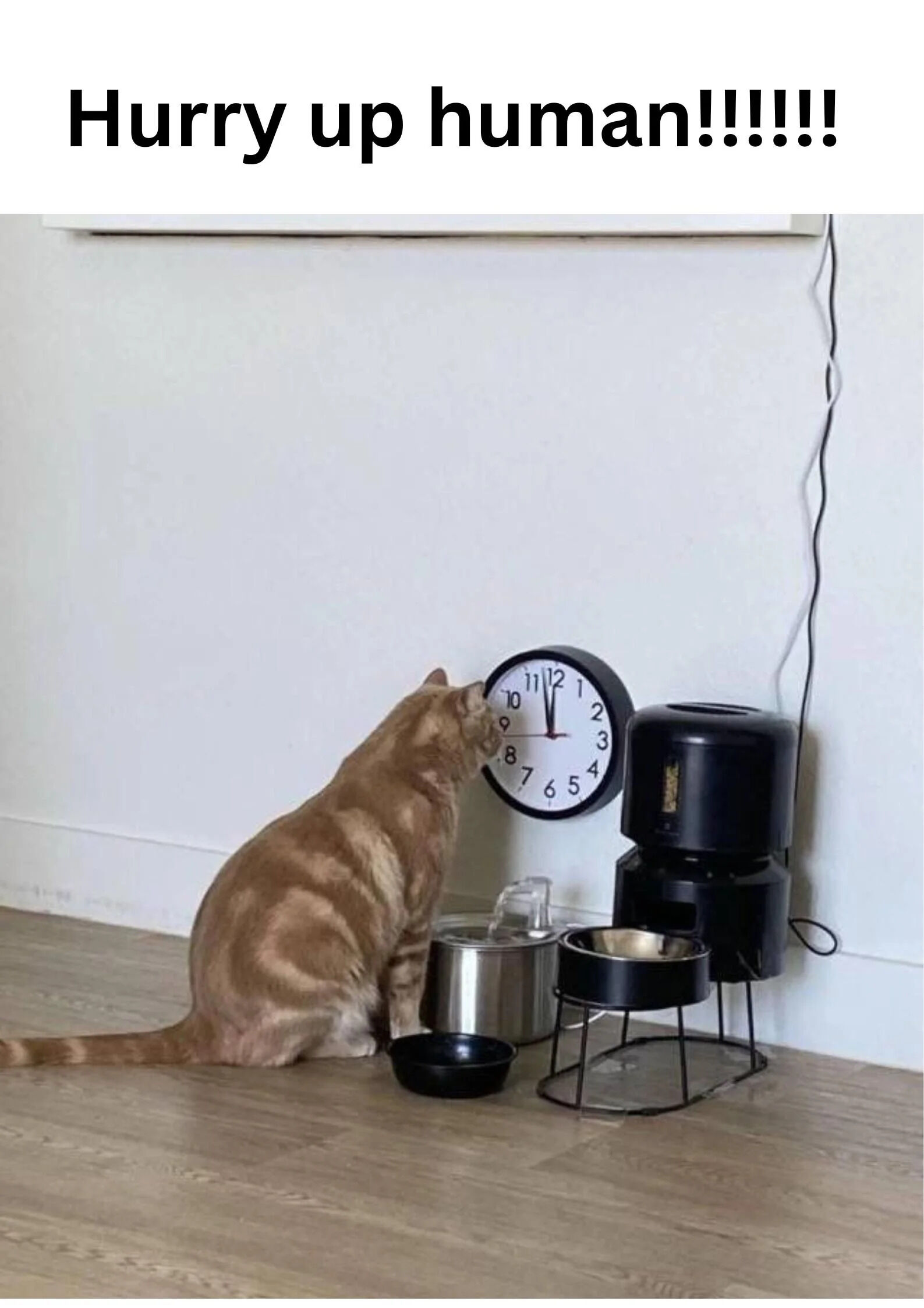 This meme features a real orange tabby cat sitting upright by its pet feeding station (including an automatic feeder, stainless steel water fountain, and raised food bowls), staring intently at a wall clock that reads exactly 9:00. The bold top text "Hurry up human!!!!!!" frames the cat's focused gaze as impatiently waiting for its owner to provide food, playing on the common, relatable trope of pets being extremely punctual and demanding about their meal times. The visual joke personifies the cat, casting its stare as a deliberate check of the clock to remind their human it's time to eat, exaggerating the typical pet hunger and impatience many owners recognize.