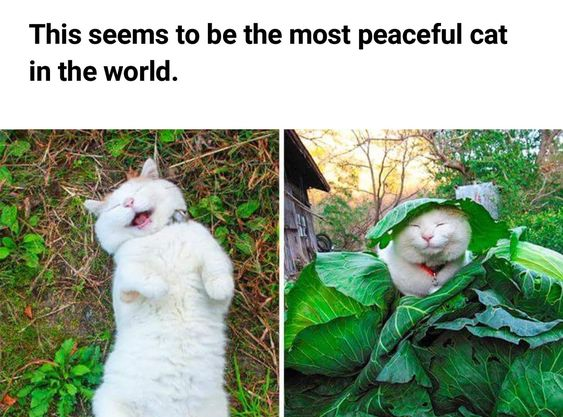 This meme features two side-by-side real photos of a white and orange domestic cat, paired with the top text: 'This seems to be the most peaceful cat in the world.' 

- Left photo: The cat lies on its back on green grass, paws raised, mouth open in a contented yawn, appearing completely relaxed and carefree. 
- Right photo: The same cat is nestled inside a large cabbage, with a cabbage leaf draped over its head like a hat, eyes closed in peaceful contentment. 

The meme highlights the cat's extremely calm, gentle demeanor through two silly yet cozy scenarios, creating a wholesome, heartwarming piece of content that celebrates relaxation and simple joys.