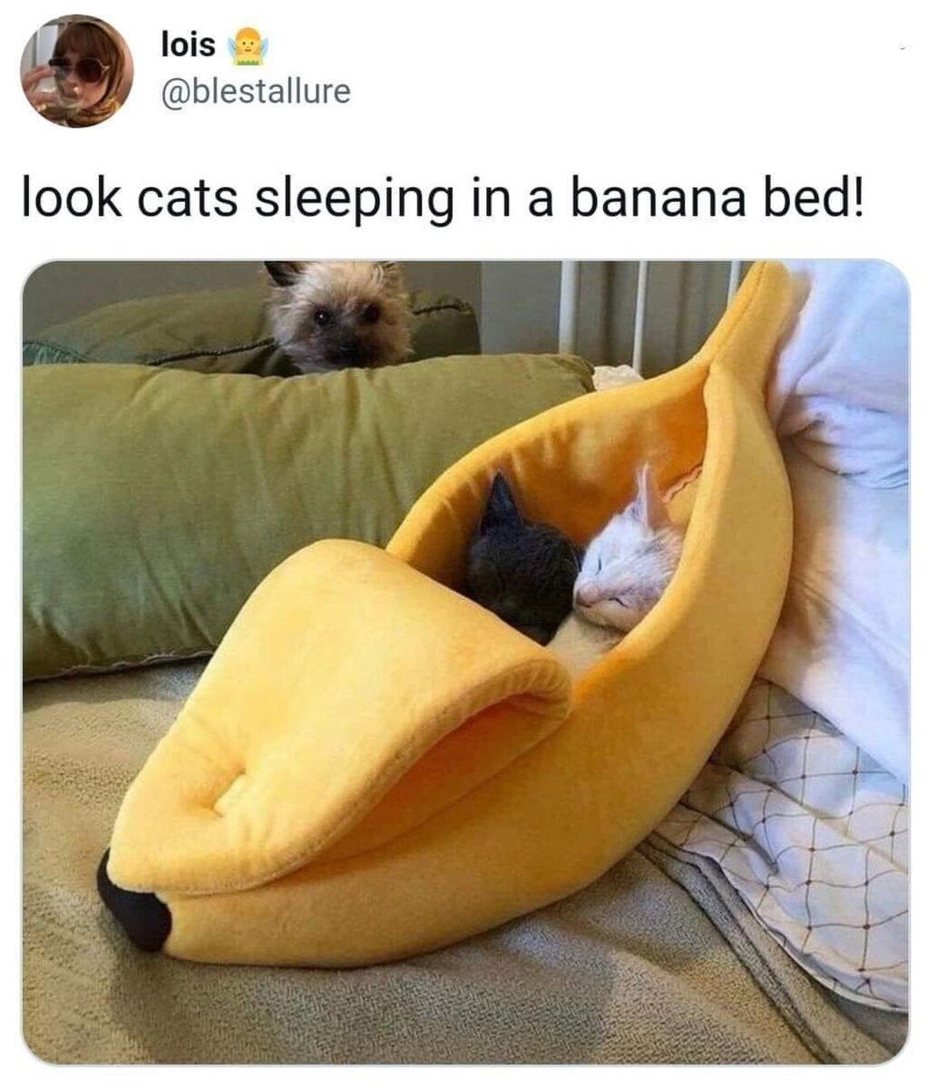 This is a screenshot of an X (formerly Twitter) post. The post text announces "look cats sleeping in a banana bed!". The attached photograph shows two small kittens, one with black fur and one with white fur, fast asleep curled up inside a soft, plush, bright yellow banana-shaped pet bed. The bed rests on a domestic bed covered with light grey fabric, next to a large green pillow and white patterned bedding. A funny, unexpected detail appears in the background: a small, fluffy grey dog peeks over the top of the green pillow looking directly at the camera, while the sleeping cats remain unaware of its presence.