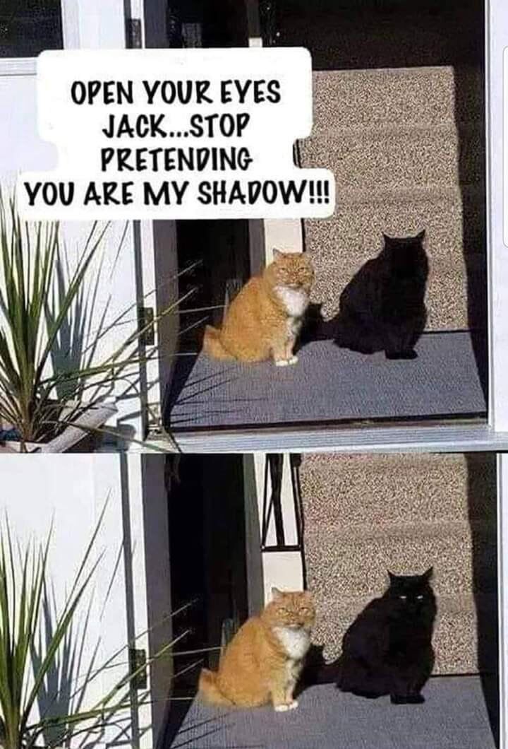 This is a two-panel wholesome animal meme. The top panel shows an orange ginger cat with white chest fur sitting upright on a grey doormat outside a house entrance. To the ginger cat's left, a completely dark black cat sits in bright sunlight, appearing indistinguishable from the ginger cat's shadow at first glance. Text overlaid on the top panel reads as the ginger cat speaking: 'OPEN YOUR EYES JACK...STOP PRETENDING YOU ARE MY SHADOW!!!'. The bottom panel shows the exact same scene, except the black cat's eyes are now open and visible, revealing it is a real living cat, not a shadow, delivering the comedic punchline of the visual gag.