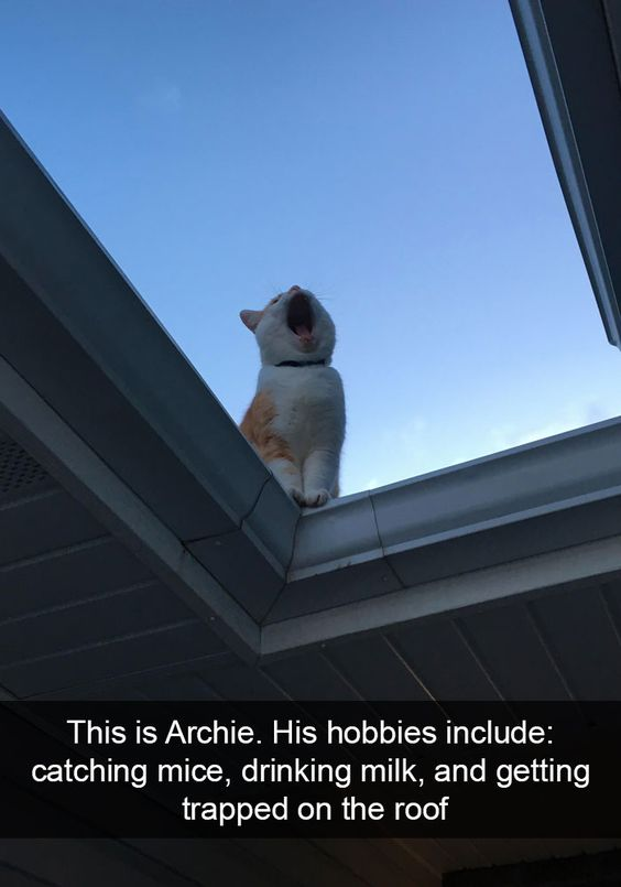 This meme features a ginger and white cat named Archie perched on a residential roof gutter, with its mouth wide open as if meowing loudly—likely seeking help after getting stuck. The text overlay below the image reads: 'This is Archie. His hobbies include: catching mice, drinking milk, and getting trapped on the roof'. The humor stems from framing the cat's accidental predicament as an intentional, recurring 'hobby' alongside classic, expected cat activities. The cat's dramatic, distressed expression amplifies the comedic effect, making the relatable pet mishap feel like a silly, self-imposed adventure for the feline. This is a lighthearted joke that resonates with pet owners who have dealt with their cats getting stuck in odd places.